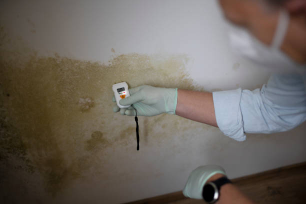 Best Forensic Mold Investigation  in Boron, CA